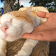 Illustration for article titled Of course theres a YouTube channel filled entirely with Japanese stray cat cuddles